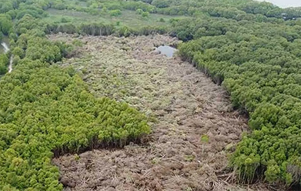 වනාතවිල්ලුවේ කඩොලාන විනාශ කරමින් සිටි පිරිසක් සොයා මෙහෙයුමක්