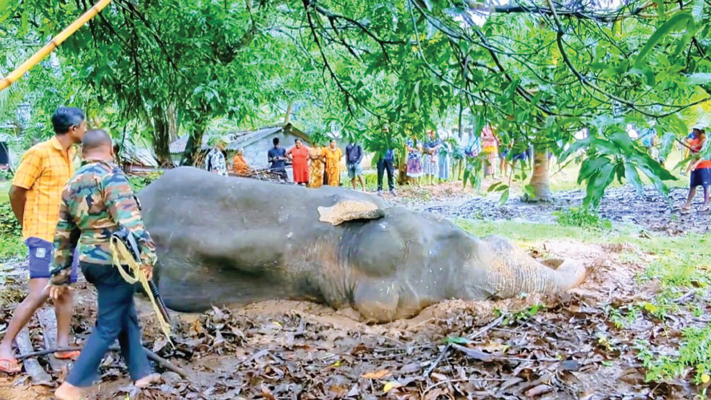 බුදු දහම අපට දායාද වූ මිහින්තලේ දී පිළිස්සූ රෝගී වන අලියා මරුට