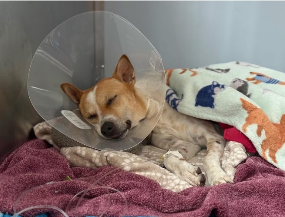 ආලෝකාට සැත්කමක්