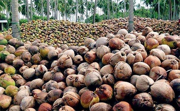 පොල් අපනයනයෙන් අ.ඩොලර් බිලියනය ඉක්මවූ ආදායමක්