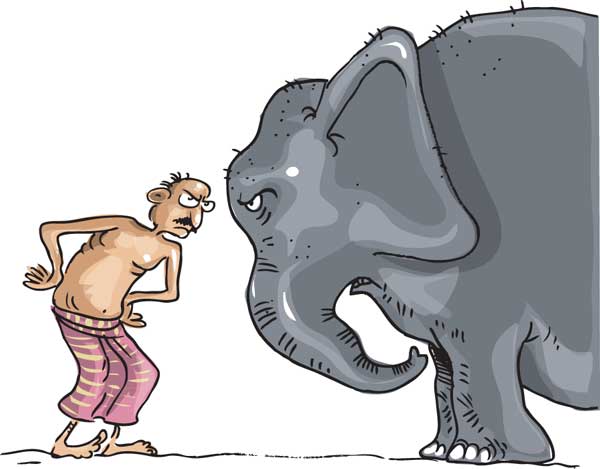 අලි-මිනිස් ගැටුම; මේ වසරේ වන අලි මරණ 20යි පුද්ගල මරණ 10යි