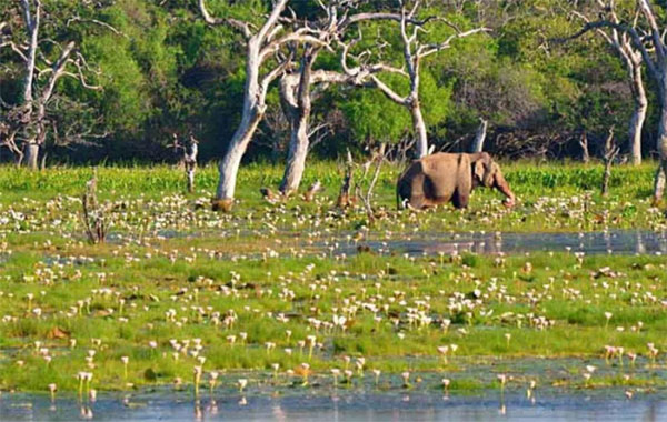 ලෝක තෙත් බිම් දිනය අදයි