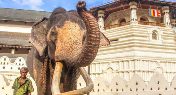 නැදුන්ගමුවේ විජය රාජා මතු පරපුර වෙනුවෙන් යළිත් ජීවමාන වෙයි