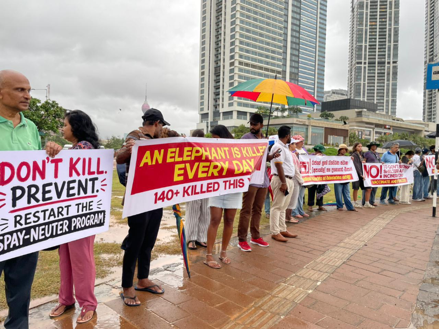 සත්ව හිමිකම් සුරැකීමට සහ අලි මරණවලට එරෙහිව කොළඹදී සාමකාමී විරෝධතාවක්