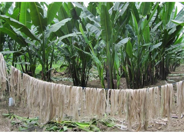 කෙසෙල් ශාකයෙන් නිස්සාරණය කරන ලද කෙඳි