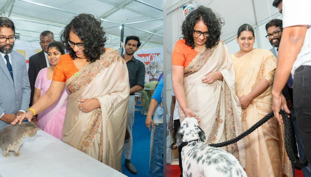 වීදි සතුන් ගැන විශේෂ අවධානයක් යොමු කරන්න