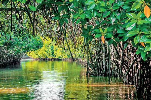  වෙරළබඩ තර්ජනයන්ට මුහුණ දීමේදී ශ්‍රී ලංකාව සතු ප්‍රබලතම ස්වාභාවික ආරක්ෂක පවුර වන්නේ වෙරළබඩ කඩොලාන පරිසර පද්ධතියයි
