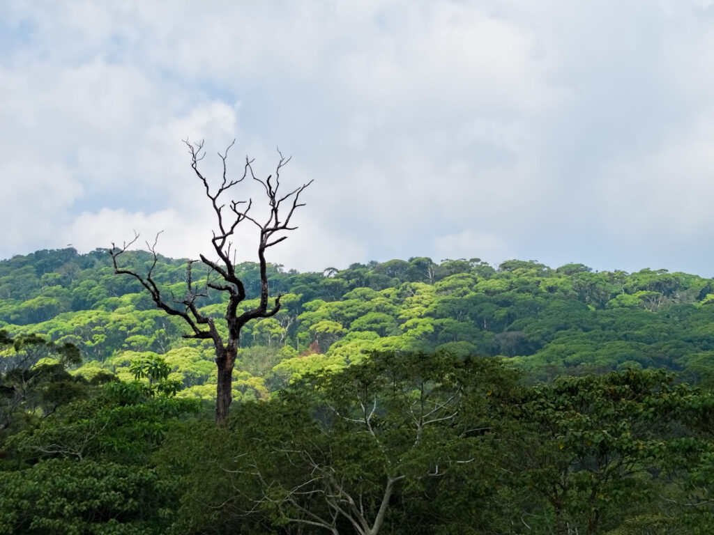 වනස්පති යටතේ තවත් වනාන්තර 20ක් රක්ෂිත ලෙස ගැසට් කෙරේ