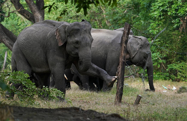 අලි වැටක් හරහා ගමන් කරන උත්සාහ කරන අලි දෙදෙනෙක්