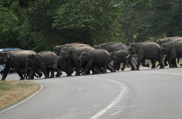 මහා මාර්ගය හරහා මාරු වන අලි රංචුවක්