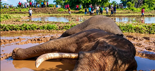 කාවන්තිස්ස හස්තියාගේ අවසන් මොහොත