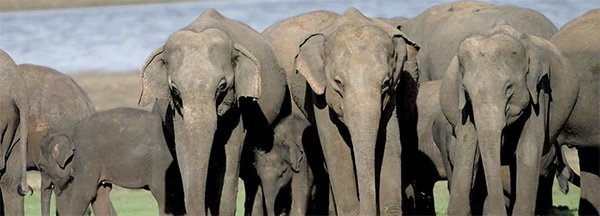 අලි ඇතුන් අඳුරු වැසි වලාකුළුවලට සංකේතවත් කර ඇතැයි යන්න මේ ඡායාරූපවලින් මනාව පැහැදිලි වෙයි