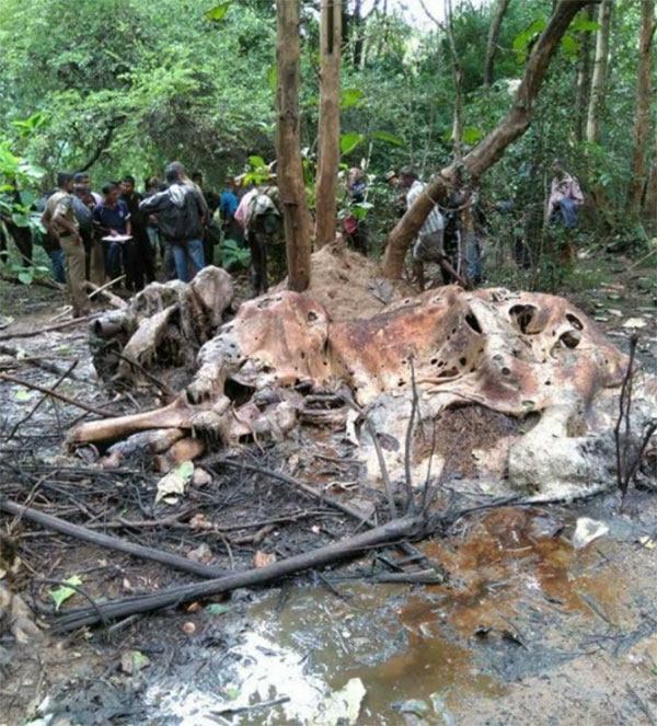 කහල්ල පල්ලෙකැලේ අභය භූමියට අයත් සොරොව්වැව අසලින් හමු වූ දළ පූට්ටුවාගේ සිරුරු කොටස් 