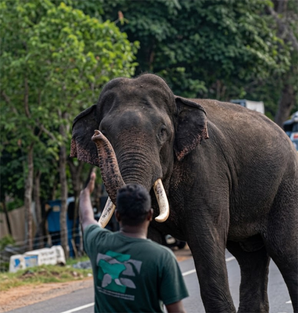 පාර මාරුවීමට කළ උදව්වට ආචාර කරන කාවන්තිස්ස