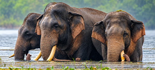 කාවන්තිස්ස සිය සඟයින් දෙදෙනා සමඟ සිටි අවස්ථාවක ගත් ඡායාරූපයක්.