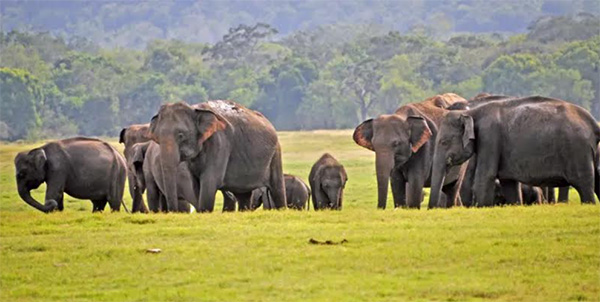 අලි ඇතුන් අඳුරු වැසි වලාකුළුවලට සංකේතවත් කර ඇතැයි යන්න මේ ඡායාරූපවලින් මනාව පැහැදිලි වෙයි